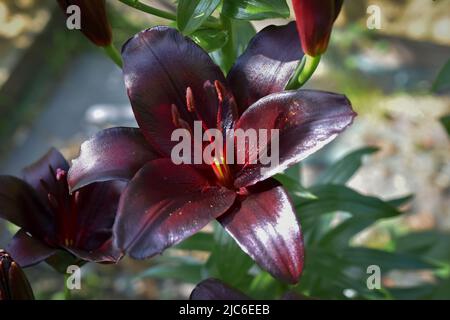 Lys Nightrider (jardin du ruisseau de l'église 2022) Banque D'Images
