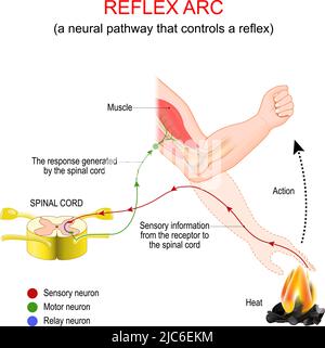 Arc réflexe. Une voie neuronale qui contrôle un réflexe. Réponse très rapide à un stimulus thermique qui n'implique pas le cerveau. Illustration de Vecteur