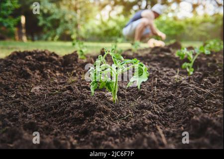 Mise au point douce sur les semis de tomates nouvellement plantés dans un lit de fleur dans un champ ouvert sur un fond flou d'un agriculteur mâle plantant des semis an Banque D'Images