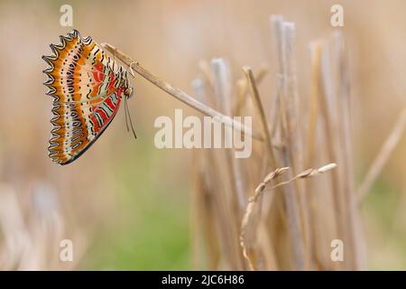 Papillon tropical cethosia biblis suspendu sur une herbe à lame sèche, Thaïlande Banque D'Images