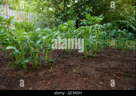 La pomme de terre pousse en terre ouverte. Feuilles vertes fraîches de plantes comestibles. Jardinage au printemps et en été. Culture d'aliments biologiques. Passe-temps agricole et busine Banque D'Images