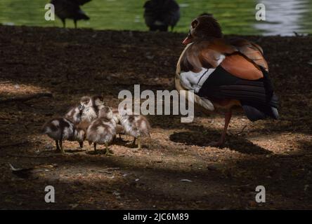 Londres, Royaume-Uni. 10th juin 2022. Les petits bébés d'oies égyptiennes nouvellement nés fourraillent avec leur mère à côté du lac à St James's Park, Westminster. Credit: Vuk Valcic/Alamy Live News Banque D'Images