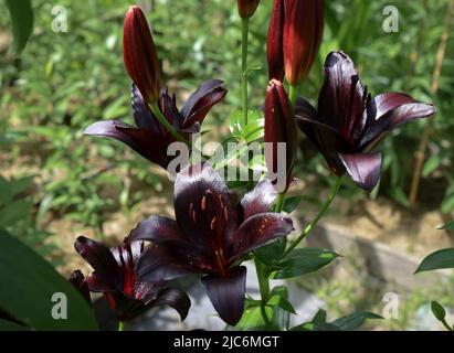 Lys Nightrider (jardin du ruisseau de l'église 2022) Banque D'Images