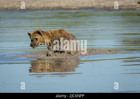 Une jeune hyène tachetée (crocuta crocuta) se rafraîchit dans un étang boueux du delta de l'okavango, au botswana Banque D'Images