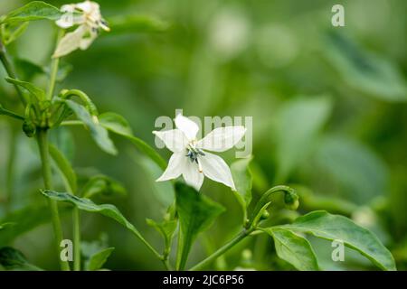 des fleurs de piment blanc sont sur l'arbre. Banque D'Images