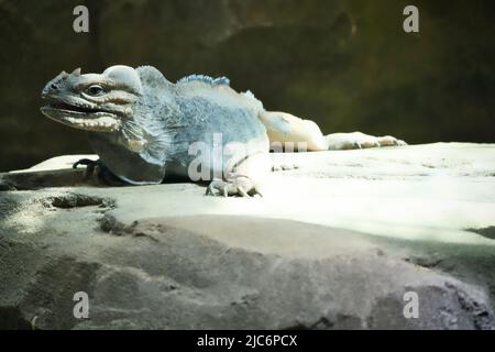 grand iguana allongé sur une pierre. Peigne épineux et peau squameuse. Photo d'animal d'un reptile Banque D'Images
