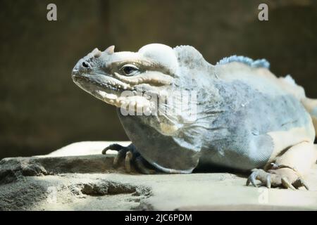 grand iguana allongé sur une pierre. Peigne épineux et peau squameuse. Photo d'animal d'un reptile Banque D'Images