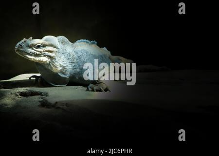 grand iguana allongé sur une pierre. Peigne épineux et peau squameuse. Photo d'animal d'un reptile Banque D'Images