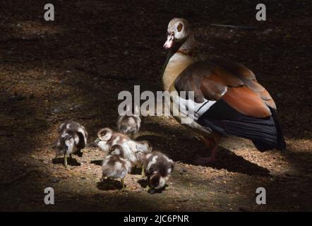 Londres, Angleterre, Royaume-Uni. 10th juin 2022. Les petits bébés d'oies égyptiennes nouvellement nés fourraillent avec leur mère à côté du lac à St James's Park, Westminster. (Credit image: © Vuk Valcic/ZUMA Press Wire) Credit: ZUMA Press, Inc./Alamy Live News Banque D'Images