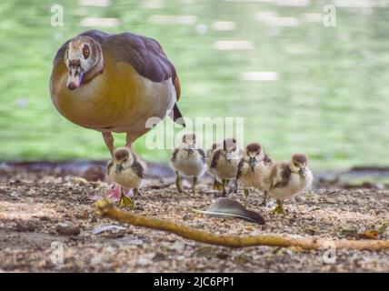 Londres, Angleterre, Royaume-Uni. 10th juin 2022. Les petits bébés d'oies égyptiennes nouvellement nés fourraillent avec leur mère à côté du lac à St James's Park, Westminster. (Credit image: © Vuk Valcic/ZUMA Press Wire) Credit: ZUMA Press, Inc./Alamy Live News Banque D'Images