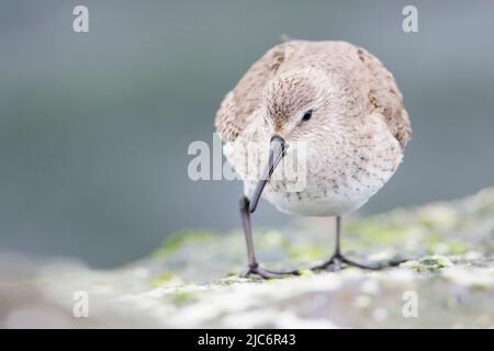 Le Bécasseau variable (Calidris alpina) sur les roches de basalte à Barnegat Jetty, USA Banque D'Images