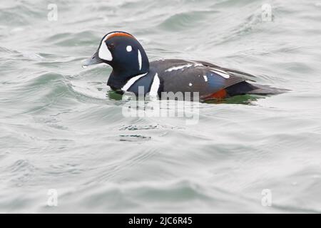 L'Arlequin plongeur (Histrionicus histrionicus) masculin natation, Barnegat Jetty, New Jersey Banque D'Images