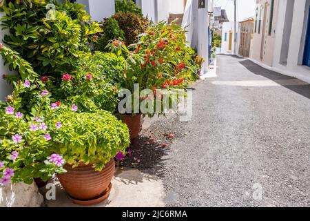 Grèce, île de Kythira, ville de Chora. Pots de fleurs avec plantes en fleurs à un côté étroit de rue vide, arrière-plan de mur de maison blanche, vue rapprochée, copie s Banque D'Images