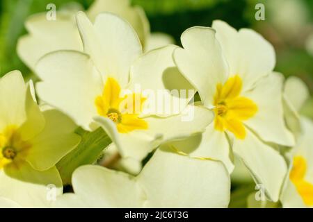 Primrosiers (primula vulgaris), gros plan se concentrant sur une fleur à œil unique issue d'un petit groupe avec une profondeur de champ limitée. Banque D'Images