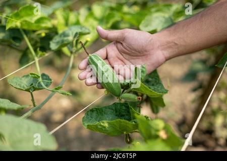 Hand holding green Pointed gourde in vegetable garden Banque D'Images