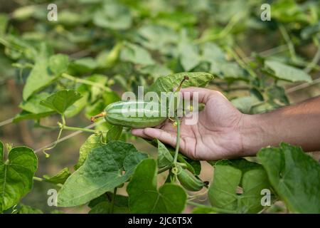 Hand holding green Pointed gourde in vegetable garden Banque D'Images