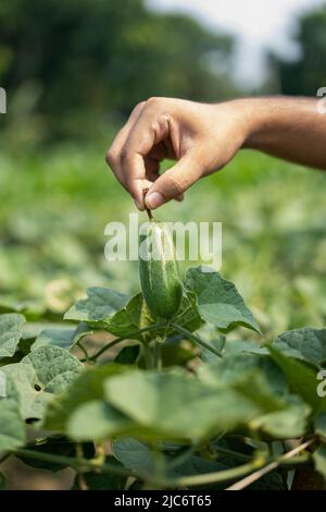 Hand holding green Pointed gourde in vegetable garden Banque D'Images