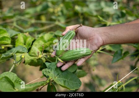 Hand holding green Pointed gourde in vegetable garden Banque D'Images