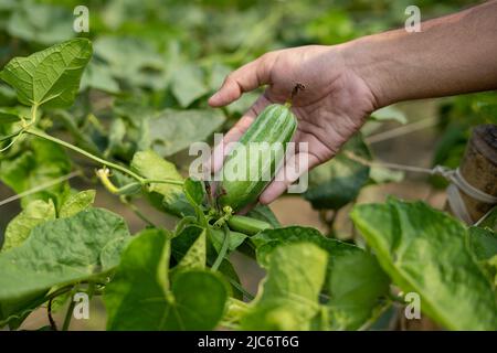 Hand holding green Pointed gourde in vegetable garden Banque D'Images