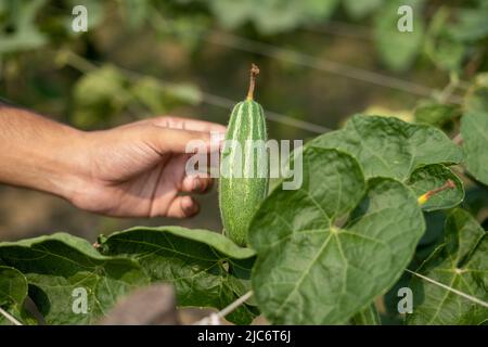 Hand holding green Pointed gourde in vegetable garden Banque D'Images