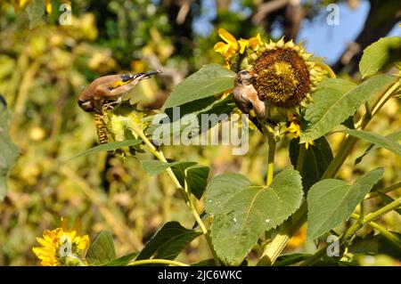 Goldfinches, 'Carduelis carduelis' se nourrissant acrobatiquement des graines de tournesol 'Helianthus' poussant dans un petit champ sur l'île de St Martin, Banque D'Images