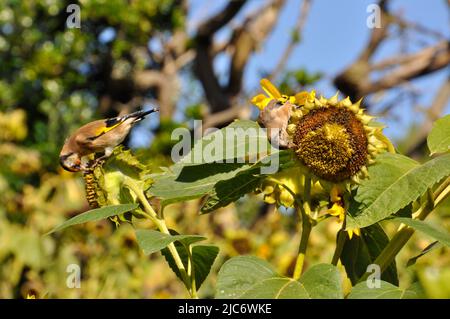 Goldfinches, 'Carduelis carduelis' se nourrissant acrobatiquement des graines de tournesol 'Helianthus' poussant dans un petit champ sur l'île de St Martin, Banque D'Images