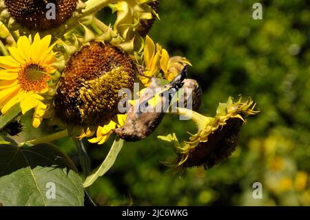 Goldfinches, 'Carduelis carduelis' se nourrissant acrobatiquement des graines de tournesol 'Helianthus' poussant dans un petit champ sur l'île de St Martin, Banque D'Images