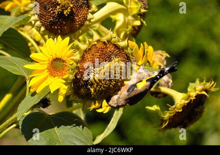 Goldfinches, 'Carduelis carduelis' se nourrissant acrobatiquement des graines de tournesol 'Helianthus' poussant dans un petit champ sur l'île de St Martin, Banque D'Images