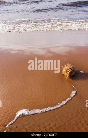 La souche d'herbe sèche est lavée à terre par les vagues de mer. Une touffe d'herbe et d'algues se trouve à la plage. Magnifique paysage de mer avec sable et vagues. Banque D'Images