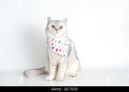 Adorable chat blanc se trouve sur un fond blanc, avec un mouchoir triangulaire Banque D'Images