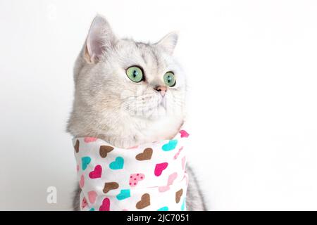 Un adorable chat blanc sur fond blanc, avec un bavoir Banque D'Images