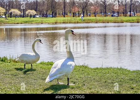 Une paire de cygnes blancs sur l'herbe verte près du lac dans le parc. Jour ensoleillé. Banque D'Images