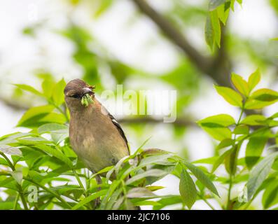 Chaffinch récolte de la nourriture pour les jeunes, Teifi Marshes, Cardigan, pays de Galles Banque D'Images