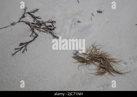 Les algues se sont enlaillées sur la ligne des plages de sable blanc de North Uist dans les Hébrides extérieures Banque D'Images