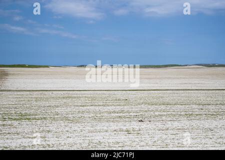 Les Hébrides extérieures Machair sur la côte ouest des Ouists, îles des îles occidentales de l'Écosse, comprenant des dunes et des terres fertiles traditionnelles Banque D'Images