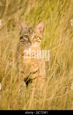 Chat sauvage africain unique (Felis lybica) assis dans l'herbe dans le delta de l'Okavango au Botswana, en Afrique Banque D'Images