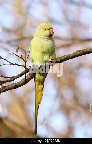 La perroquet Alexandrine à plumes vertes, assise sur une branche d'arbre en hiver Banque D'Images