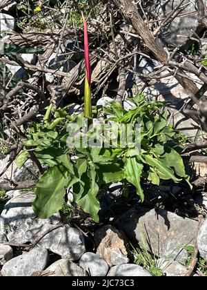 Dracunculu commun - Dracunculus vulgaris, synonyme: Arum dracunculus - Gemeine Drachenwurz - Arum dragon Banque D'Images