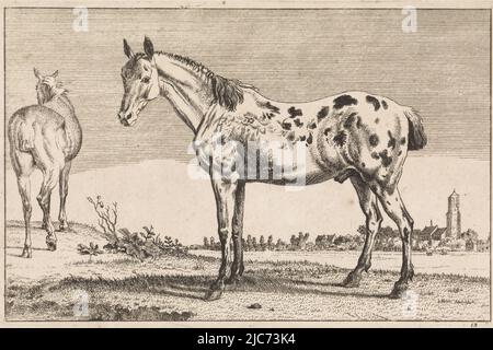 Un cheval tacheté avec une queue ancrée, vu du côté, et un cheval vu de l'arrière. Numéroté en bas à droite : 12. Le cheval amarré Horses , Paulus Potter, imprimeur: Anonyme, pays-Bas, 1652 - 1702, papier, gravure, h 143 mm × l 217 mm Banque D'Images