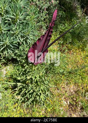 Dracunculu commun - Dracunculus vulgaris, synonyme: Arum dracunculus - Gemeine Drachenwurz - Arum dragon Banque D'Images