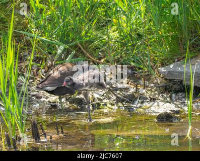 Famille des Moorhens, Teifi Marshes, Cardigan, pays de Galles Banque D'Images