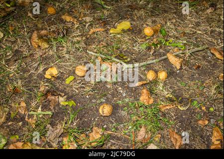 La vie en Nouvelle-Zélande. Pêche, recherche de nourriture, plongée, jardinage et sports. Noix fraîchement cueillées séchant au soleil (noyer : Juglans regia). Banque D'Images