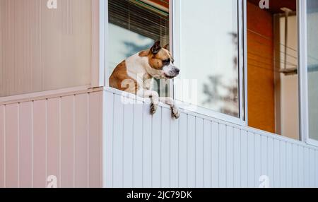 Boxeur marron et blanc pendu sur le balcon comme s'il avait l'air dehors Banque D'Images
