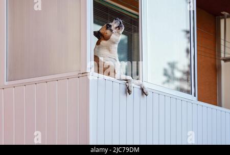 Boxeur marron et blanc pendu sur le balcon comme s'il avait l'air dehors, aboyant ou hurlant Banque D'Images