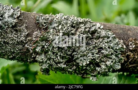 Lichen tubulaire, également connu sous le nom de Monk's-Hood - Hypogymnia physodes - croissance sur branche d'arbre, détail de gros plan, brouillé fond d'herbe Banque D'Images