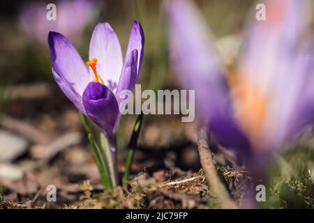 Iris violet et jaune sauvage (Crocus heuffelianus discolor) fleurs croissant à l'ombre, herbe sèche et feuilles autour Banque D'Images