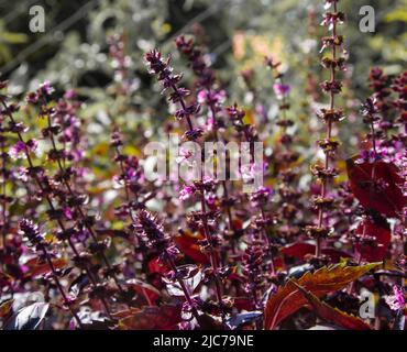 Basilic pourpre (Ocimum basilicum) dans le champ. Mise au point sélective. Banque D'Images