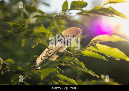 Une plume d'oiseau laissée sur une branche d'arbre et de beaux reflets du soleil couchant, photo prise à l'heure d'or Banque D'Images