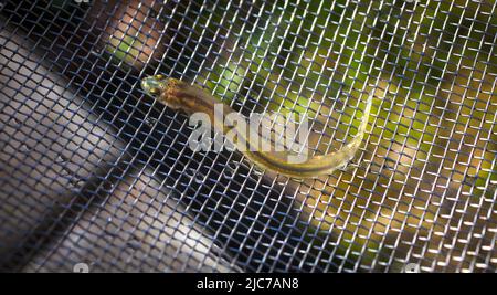 La NOUVELLE ZELANDE Whitebait : Kokopu bagués (Galaxias fasciatus) : des jeunes poissons, localement appelé Whitebait. C'est l'une des cinq espèces de friture. Banque D'Images