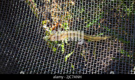 La NOUVELLE ZELANDE Whitebait : Kokopu bagués (Galaxias fasciatus) : des jeunes poissons, localement appelé Whitebait. C'est l'une des cinq espèces de friture. Banque D'Images